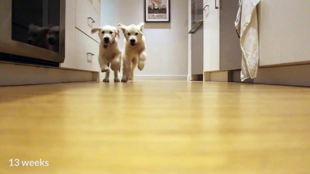 Timelapse : Deux chiots courent vers leur gamelle pour manger