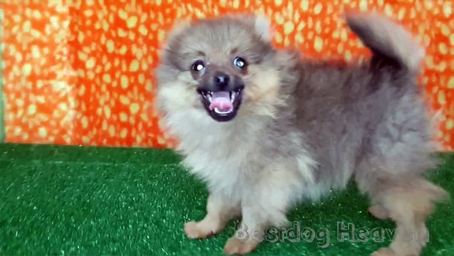 Satılık Pomeranian Boo Dog Yavru 05412625853