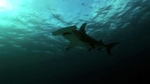 Sharks of Bimini, Bahamas - Great Hammerhead