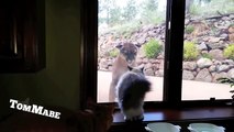 Brave Pet Cat Stands Up To Mountain Lion - Cute Cats VS Mountain Lion