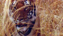 WildAid PSA - Saurav Ganguly : Tigers(English)