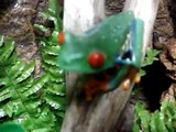 red eyed tree frog eating locost