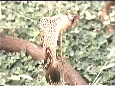 شاہین بلاوجہ ہی ہمارا بہادری کا سمبل نہیں....شاہین اور کوبرا سانپ کی ایسی خونخوار لڑائی نہ دیکھی ہوگی