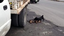 Perro Trata De Revivir A Su Amigo Atropellado