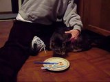 Sammy Cat loves teeth brushed very funny cat video