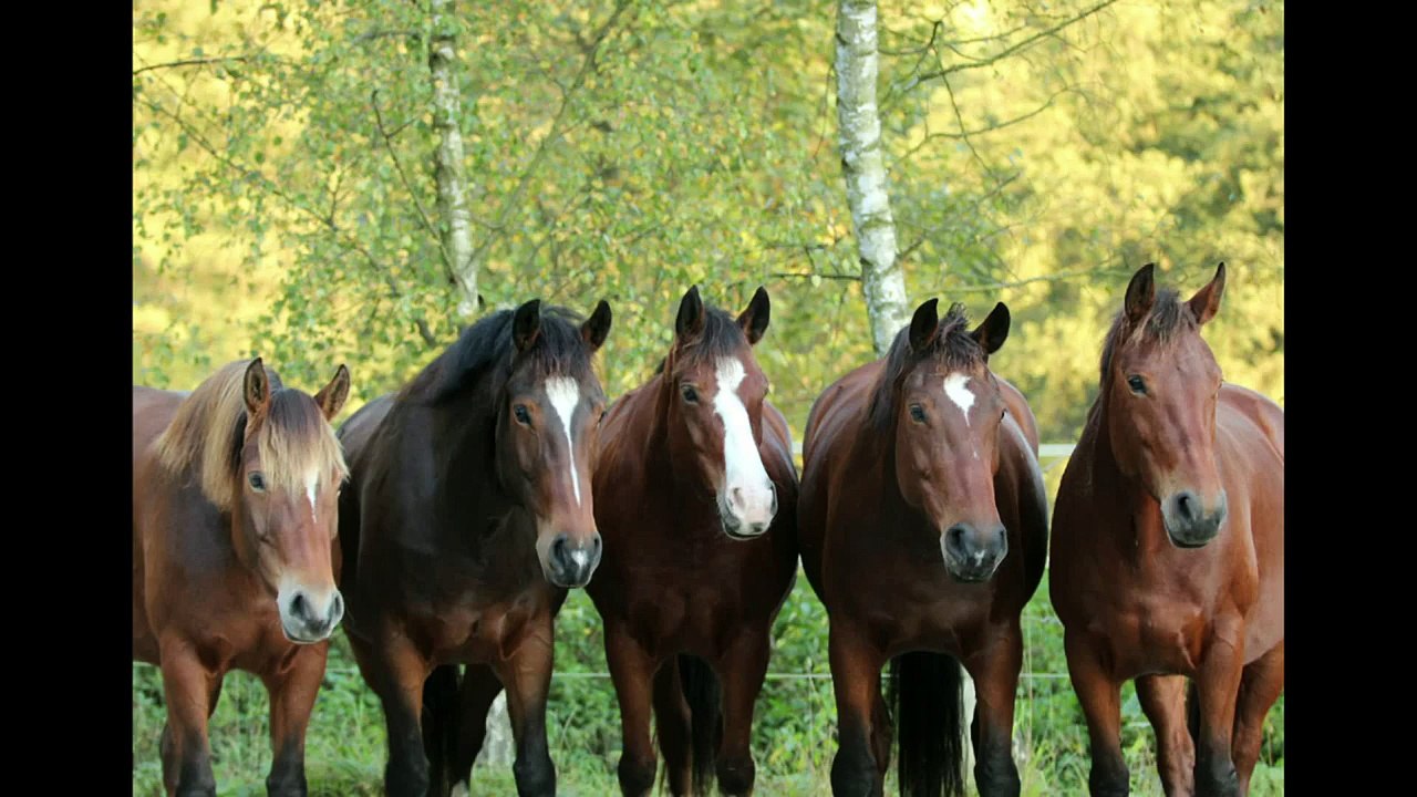 Herbst2011.mp4