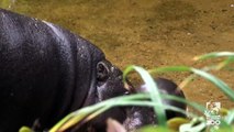 Un bébé hippopotame nain prend son premier bain