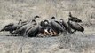 African White-backed Vultures eat Impala carcass