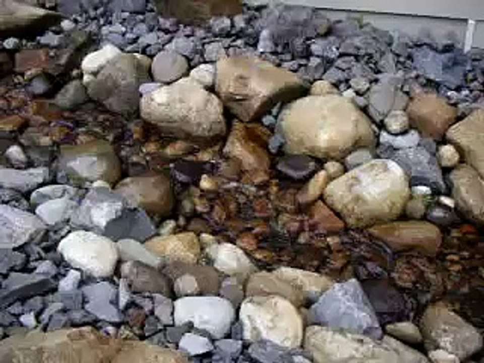 My sweet pond and koi
