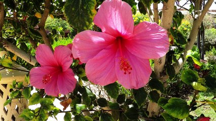 Marsa Alam 2015, Calimera Habiba Beach, Ägypten, Sataya