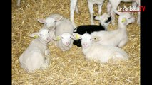 « Un agneau génétiquement modifié dans nos assiettes »