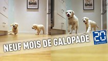 Il filme ses chiots se ruer vers leur gamelles pendant 9 mois