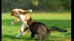 Cat Fight in Pics | Cats in Pics