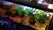New 220 Gallon turtle and cichlid aquarium