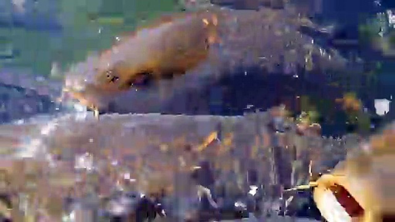 Les carpes attendent le repas., impressionnant..........