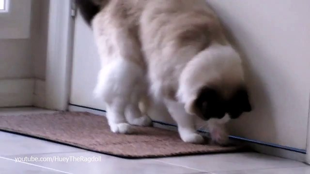 Huey The Ragdoll- Fetches Favourite Toy