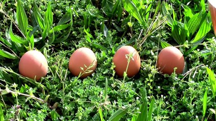 Come è fatto il cibo - Parodia: L'arancia