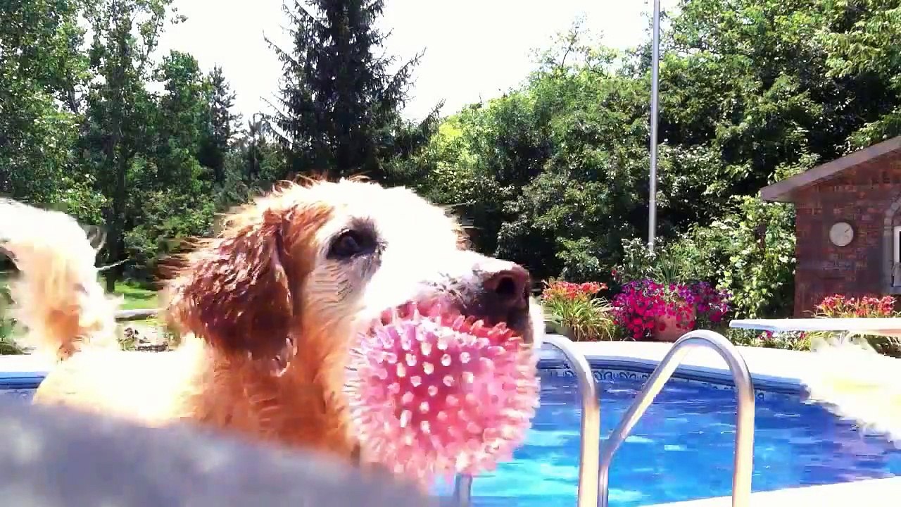 Golden Retrievers jumping off diving board