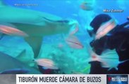 Tiburón muestra su dentadura al morder cámara de buzos