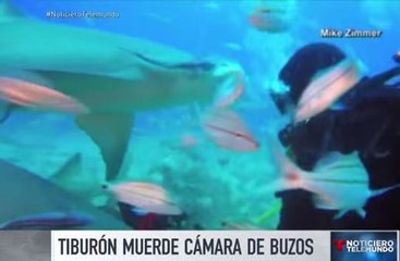 Tiburón muestra su dentadura al morder cámara de buzos