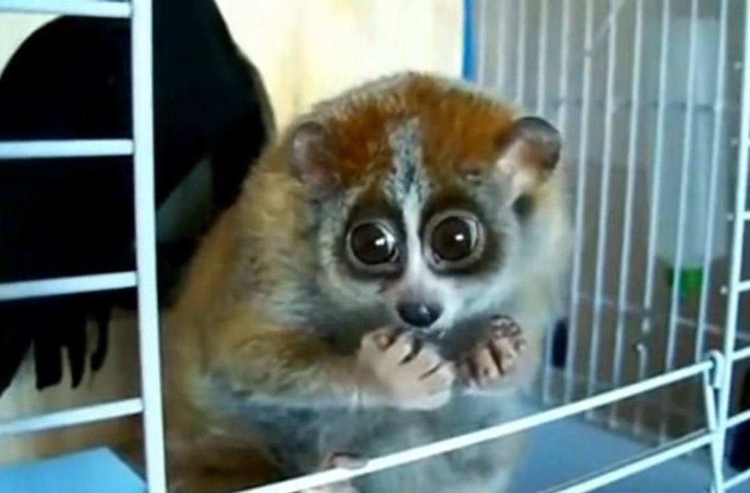 Sevimli Lemur