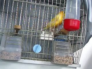 sounding nightingale canary (2010 Bülbül ötümlü kanaryam )