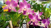 Orchid Care : Dendrobium Phalaenopsis Orchid in full bloom / Dendrobium Orchid care tips