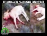 Palau di Sindaco e Asl uccidono vitellini innocenti
