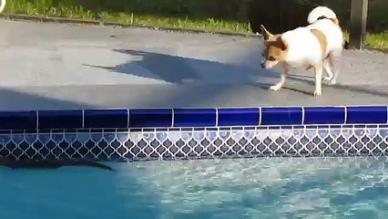 Squirrel Swims in Pool: Pinto the Chihuahua's Revenge!! :)