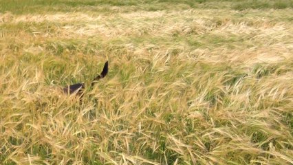 Dog beyond excited to be running through wheat field