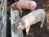 Feeder pigs feeding.