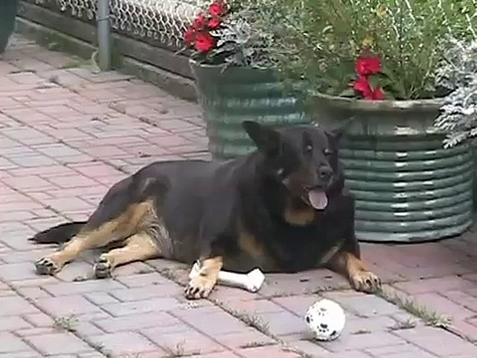crazy dog (Attacks her own paw)
