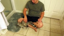 Khira the Spotted Genet Exotic Pet Playing with Her Owner