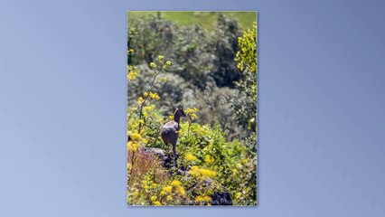 Ethiopian Wildlife: Nature's Hidden Treasures 🌿