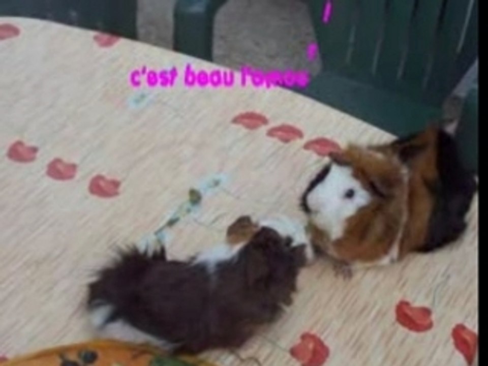 histoire de cochons...d'Inde