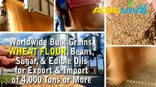 Wheat Flour Export, Wheat Flour Export, Wheat Flour Export, Wheat Flour Export, Wheat Flour Export, Wheat Flour Export,