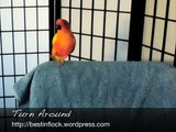 Funny Parrot Dancing - Sun Conure Tricks (Turn Around)