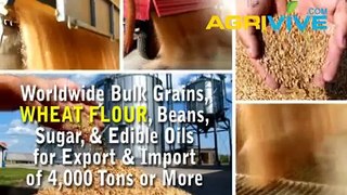 Bulk Wheat Flour Suppliers, Wheat Flour Suppliers, Wheat Flour Suppliers, Wheat Flour Suppliers, Wheat Flour Suppliers,
