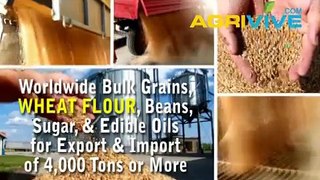 American Wholesale Bulk Wheat Flour, Bulk Wheat Flour, Bulk Wheat Flour, Bulk Wheat Flour, Bulk Wheat Flour, Bulk Wheat