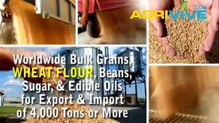 American Wholesale Wheat Flour Import, Wheat Flour Import, Wheat Flour Import, Wheat Flour Import, Wheat Flour Import, W