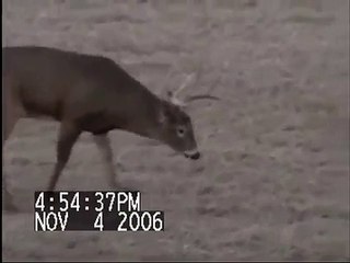 Huge Buck Chasing Doe