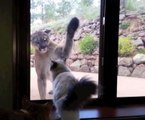 Así reacciona un gato al ver que un puma invade su hogar