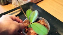 Repotting an Orchid Keiki - Phalaenopsis Orchid Keiki