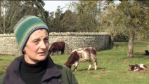 The Effects of Bovine TB on Livestock Farmers