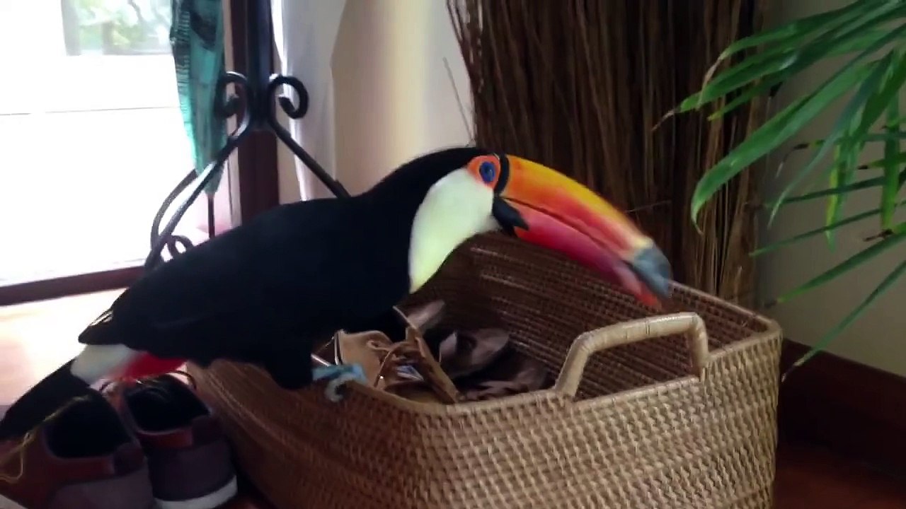 Angry Toucan Attacks Shoes
