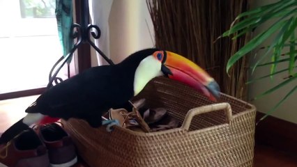Angry Toucan Attacks Shoes
