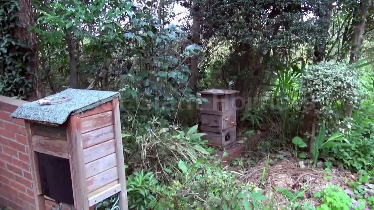 We got Giant Hornets!