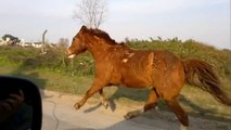 Caballos salvajes