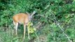 Two Deers Eating Leaves in The Woods, Wild Animals, Wild Life, Animal Photos, Deer Crossing,