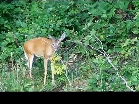 Two Deers Eating Leaves in The Woods, Wild Animals, Wild Life, Animal Photos, Deer Crossing,